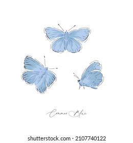 Common Blue Butterfly Insect Hand Drawn Vector Illustration Set Isolated On White. Vintage Curiosity Cabinet Aesthetic Print.