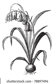 Common bluebell or Hyacinthoides non-scripta or Endymion non-scriptum or Scilla non-scripta or Agraphis nutans, vintage engraving. Trousset encyclopedia (1886 - 1891)