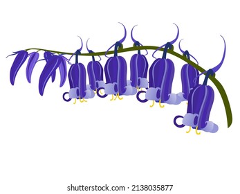Common Bluebell On White Background.