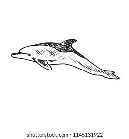 Common bottlenose dolphin, hand drawn doodle, sketch, vector outline illustration 