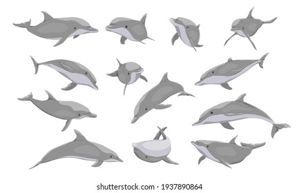 Juego de delfines muy común. Dolphins Tursiops truncatus en diferentes poses. Mamíferos de agua secundarios vectoriales realistas