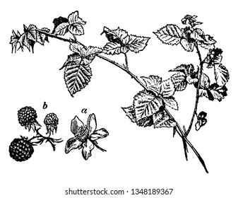 The Common Bramble leaves are rough with thorny branches. Berries is a widely arrangement in cluster, vintage line drawing or engraving illustration.