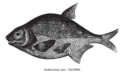 Common bream, bronze beam, carp beam, freshwater beam or Abramis brama fish vintage engraving. Old engraved illustration of a Common bream isolated against a white background . Trousset encyclopedia