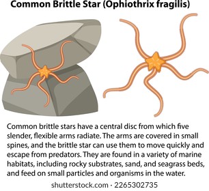 Common Brittle Star Rocky Shore Animal illustration