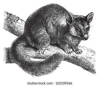 Common brushtail possum (Trichosurus vulpecula) / vintage illustration from Brockhaus Konversations-Lexikon 1908