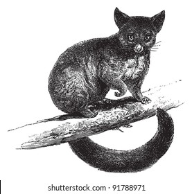 Common Brushtail Possum (Trichosurus vulpecula) / vintage illustration from Meyers Konversations-Lexikon 1897