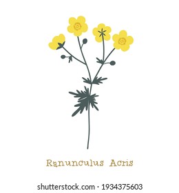 Common Buttercup. Wild meadow flower clipart isolated on white background. Decorative botanical flat vector illustration.