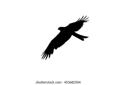 Common Buzzard in flight. Silhouette.