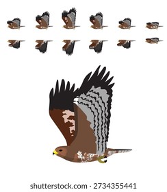 Common Buzzard Flying Animal Animation Sequence Cartoon Vector