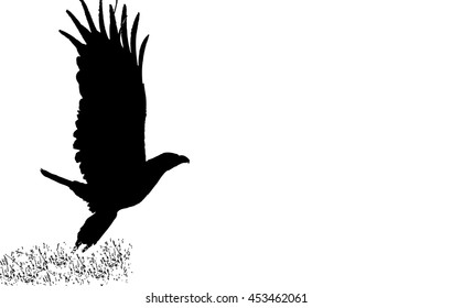 Common Buzzard takes off. Silhouette.