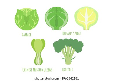 Common cabbage, Chinese mustard greens, Brussels sprout and broccoli isolated on white, made in flat style. Symmetrical shape filled with color. Vector illustration for product design, web and print.