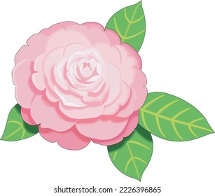 Common Camelia Flower Vector Illustration
