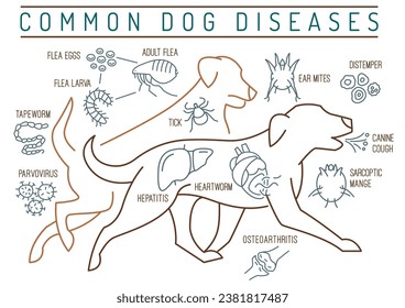 Common canine diseases. Informative infographics. Medical poster, banner for veterinarian clinics and hospitals. Editable vector illustration in simple linear style isolated on a white background