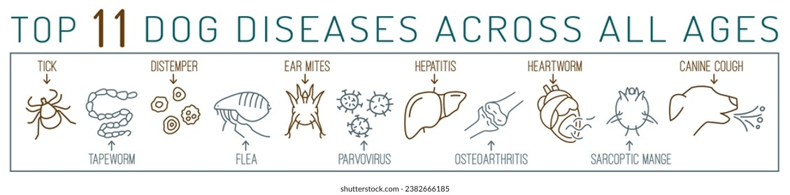 Common canine diseases. Informative infographics. Medical poster, banner for veterinarian clinics and hospitals. Editable vector illustration in simple linear style isolated on a white background