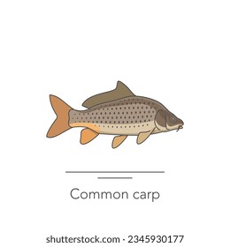 Common capr icon. Outline colorful icon of carp fish on white. Vector illustration