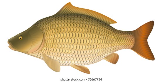 Common Carp (Cyprinus carpio), European freshwater fish. "Full compatible. Created with gradients."