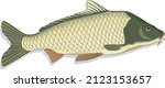 Common Carp Fish Oily Freshwater Native to Europe and Asia Species Vector Art Illustration Isolated