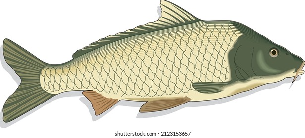 Common Carp Fish Oily Freshwater Native to Europe and Asia Species Vector Art Illustration Isolated