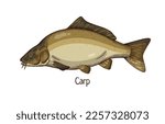 Common carp, realistic vintage drawing. River and lake species of freshwater fish, animal drawn in retro style. Cyprinus carpio side view. Detailed vector illustration isolated on white background