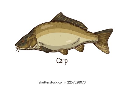 Common carp, realistic vintage drawing. River and lake species of freshwater fish, animal drawn in retro style. Cyprinus carpio side view. Detailed vector illustration isolated on white background