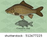 Common Carp. Vector illustration with refined details and optimized stroke that allows the image to be used in small sizes (in packaging design, decoration, educational graphics, etc.)