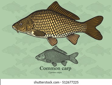 Common Carp. Vector illustration with refined details and optimized stroke that allows the image to be used in small sizes (in packaging design, decoration, educational graphics, etc.)