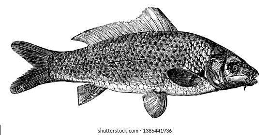 Common Carp a very large group of fish native to Europe and Asia, vintage line drawing or engraving illustration.