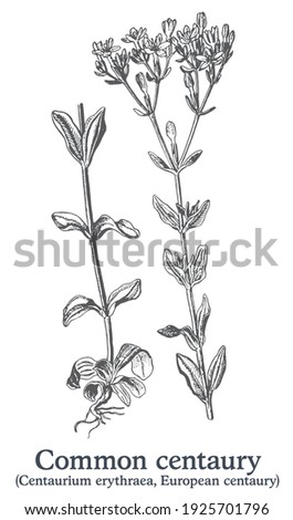 Common centaury. Vector hand drawn plant. Vintage medicinal plant sketch.