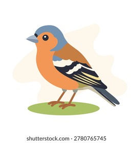 Common chaffinch in minimal flat vector style, common chaffinch isolated with colorful shapes for trendy wildlife illustration art