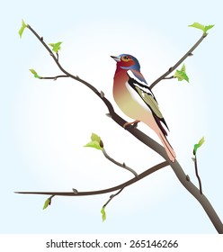 Common chaffinch on a birch tree. Vector illustration.