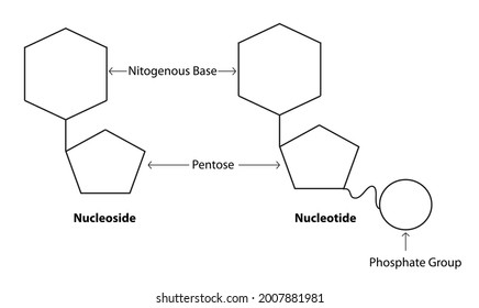 Chemistry Diagram Friedel Crafts Alkylation Organic Stock Vector ...