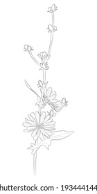 Common chicory (Cichorium intybus). Black outline plant on white background. Vector illustration.