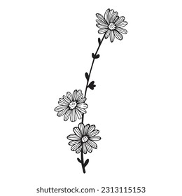 Vektor-Linie handgezeichnete Illustration mit Common Zichorium oder Cichorium Intybus. Minimalistische Blume und Kräuterpflanzen. Wildblume für Logo-Design, Tätowierung, Postkarte