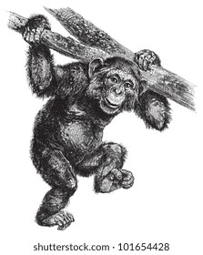 Common chimpanzee (Pan troglodytes) / vintage illustration from Brockhaus Konversations-Lexikon 1908