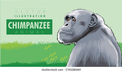 Common Chimpanzee - Scientific name- Pan troglodytes schweinfurtii 