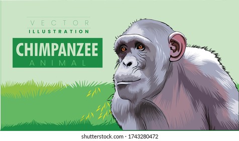 Common Chimpanzee - Scientific name- Pan troglodytes schweinfurtii 