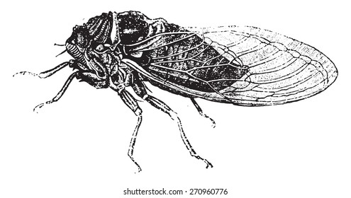 Common cicada, vintage engraved illustration. Natural History of Animals, 1880.
