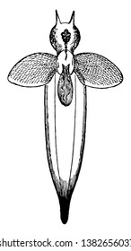Common Clione es una concha moderna menos pterópodo, dibujo de línea vintage o ilustración de grabado.
