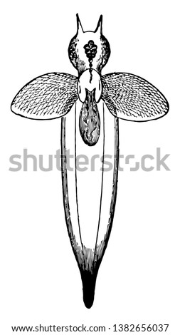 Common Clione is a modern shell less pteropod, vintage line drawing or engraving illustration.