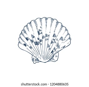 Common cockle edible saltwater clam specie, marine bivalve mollusk vector icon. Monochrome hand drawn sea creature. Nautical poster in sketch style.