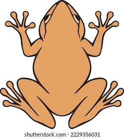 Common Coqui Frog Color. Vector Illustration.