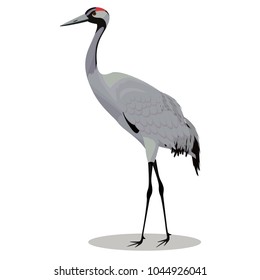 Common crane cartoon
