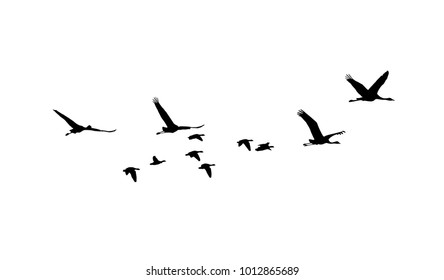 Common Crane and Greater white-fronted goose in flight silhouettes