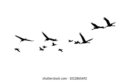 Common Crane and Greater white-fronted goose in flight silhouettes