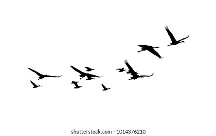 Common Crane and Greater white-fronted goose in flight silhouettes
