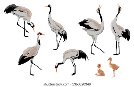 Common crane or Grus grus or Eurasian crane. A collection of gray cranes in various poses. Birds are looking for food, standing, dancing. Exploded wild birds and their chicks. Realistic Vector Animals