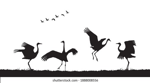 Common cranes dance in field. Vector silhouette