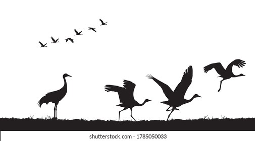 Common cranes take off in field. Vector silhouette