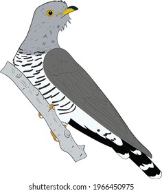 Common Cuckoo (Cuculus Canarus) vector art
