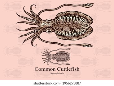 Common Cuttlefish. Vector illustration with refined details and optimized stroke that allows the image to be used in small sizes (in packaging design, decoration, educational graphics, etc.)